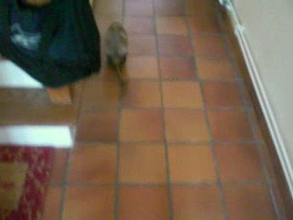 Il court le furet lol