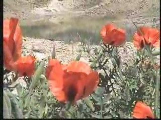 Köyümüz Tanıtım