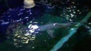 Seaquarium requins 1