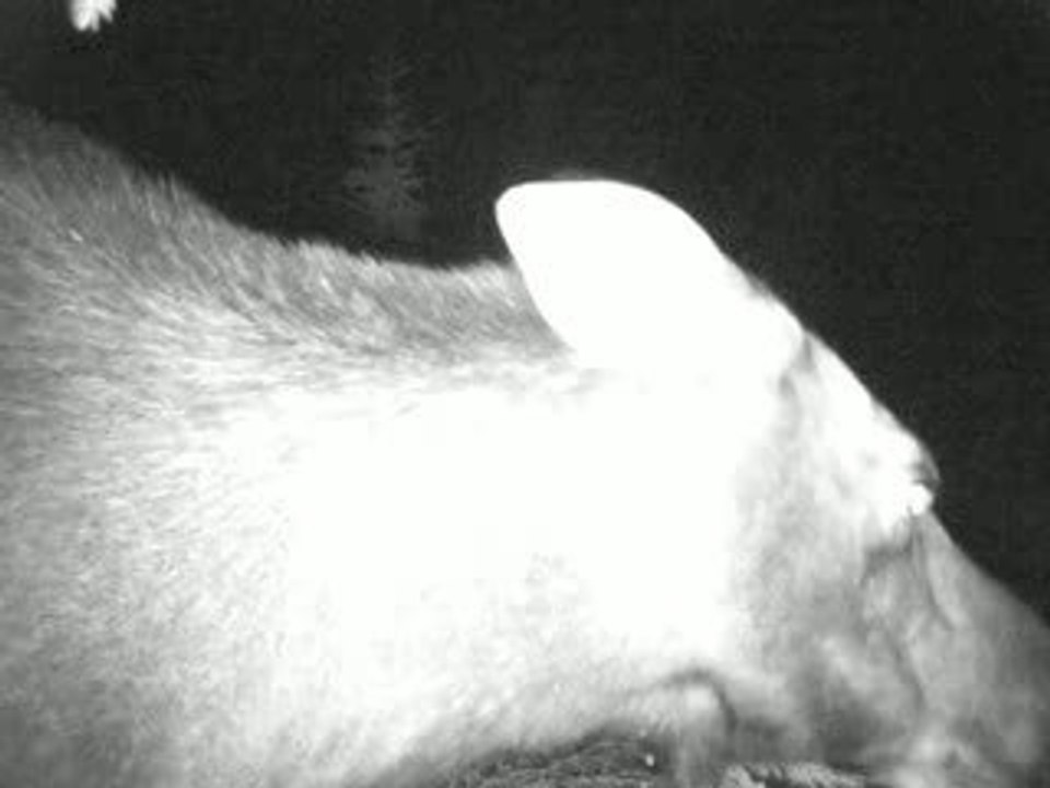 Femelle Curieuse 2