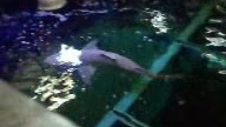 Seaquarium requins 2