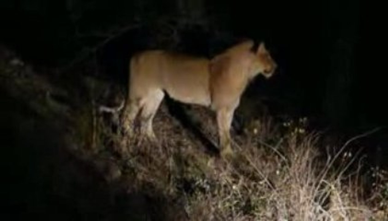 Lion by night
