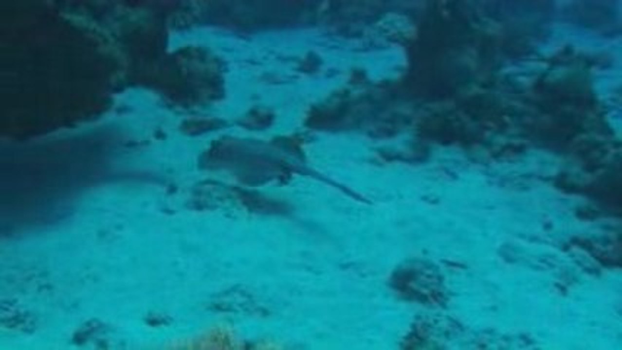Safaga 09 Episode 02