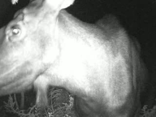 2 veaux et une mère curieuse 4