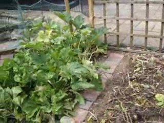 Grow Your Own Organic Vegetables - taking care of the patch