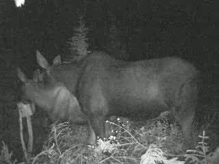 2 veaux et une mère curieuse final