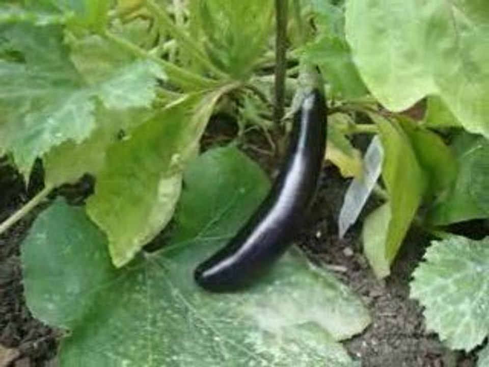 Grow Your Own Organic Vegetables - grow aubergines & marrows