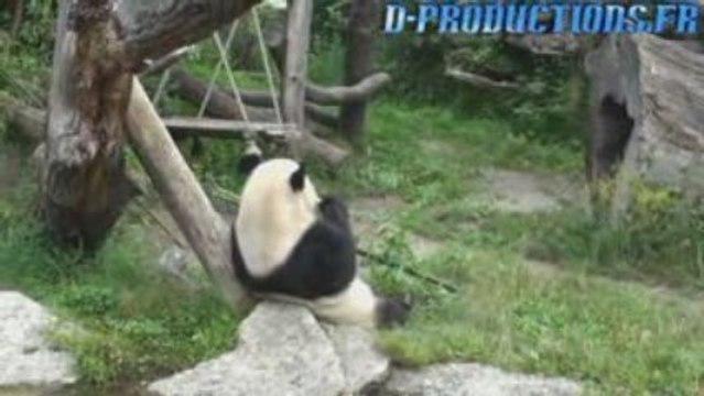 les pandas du zoo du schönbrunn