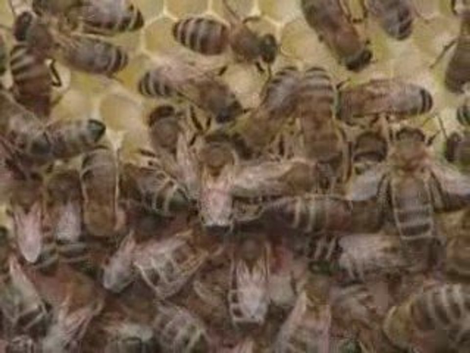 Concern for honeybee colonies