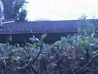 BORNY YAMAKASI TYSSD