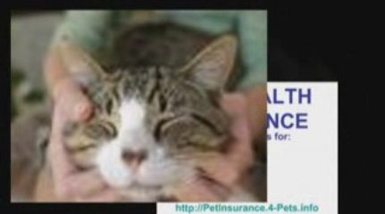 Pet Insurance - Your Pet Deserves It!