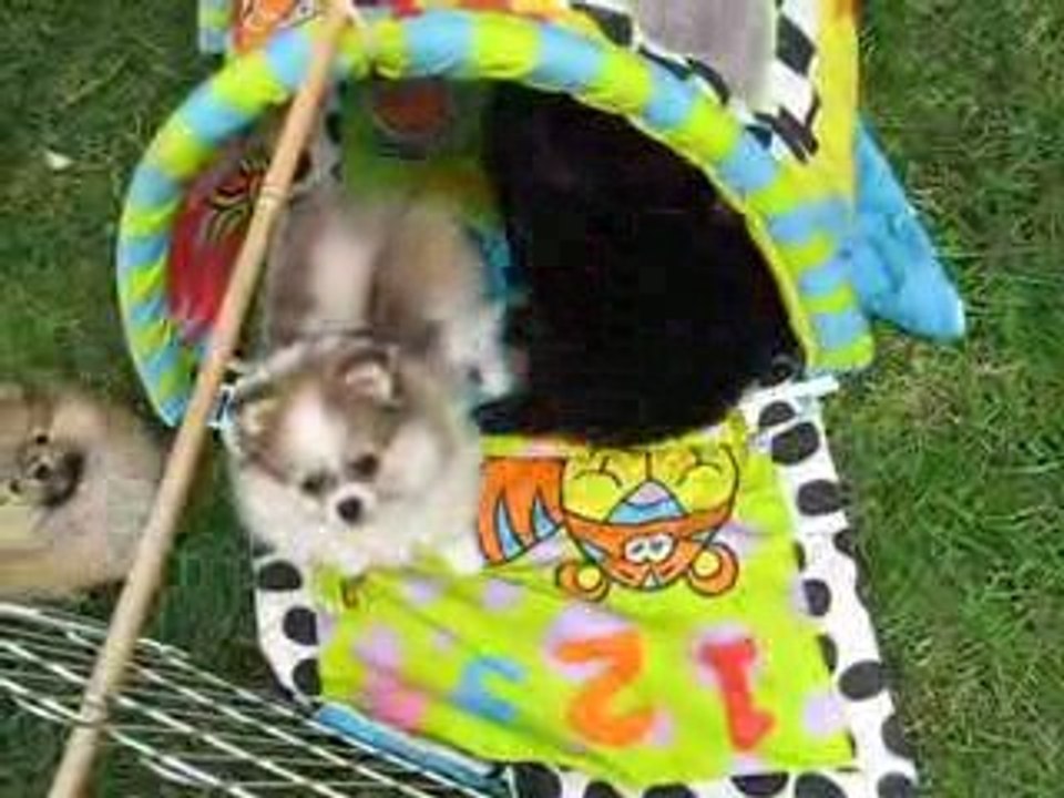 NOS derniers PETITS SPITZ -naissances- Avril-Mai 09