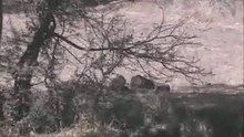 Leopards and cubs