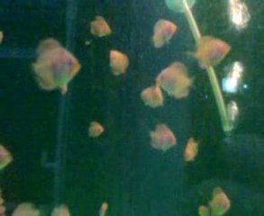 kelebek diamond yavruları 36 gunlukler