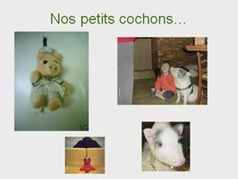 La folie des cochons nains