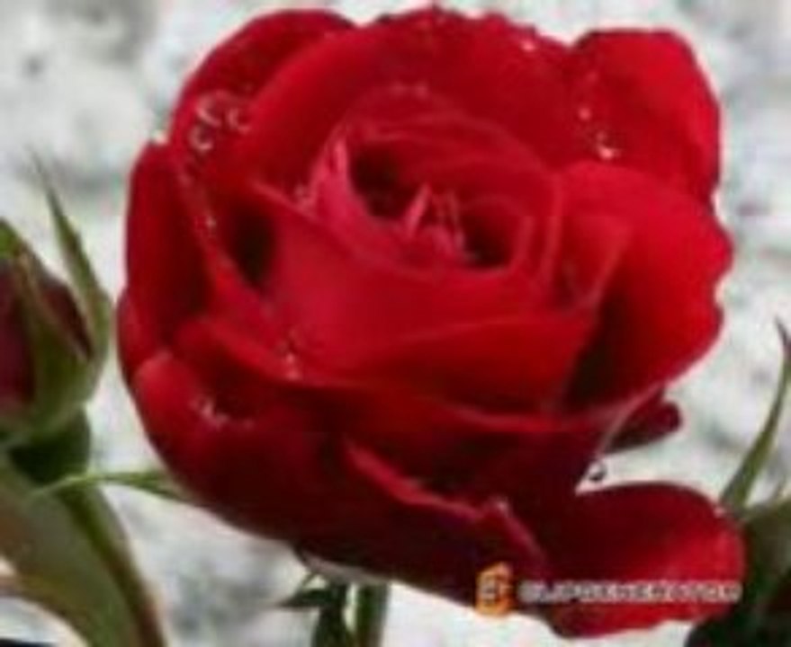 Have this rose