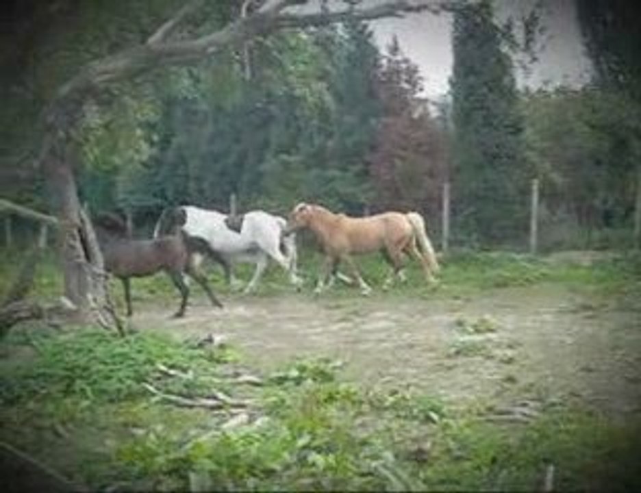 mes 5 equidés  mes 5 amours  hihi