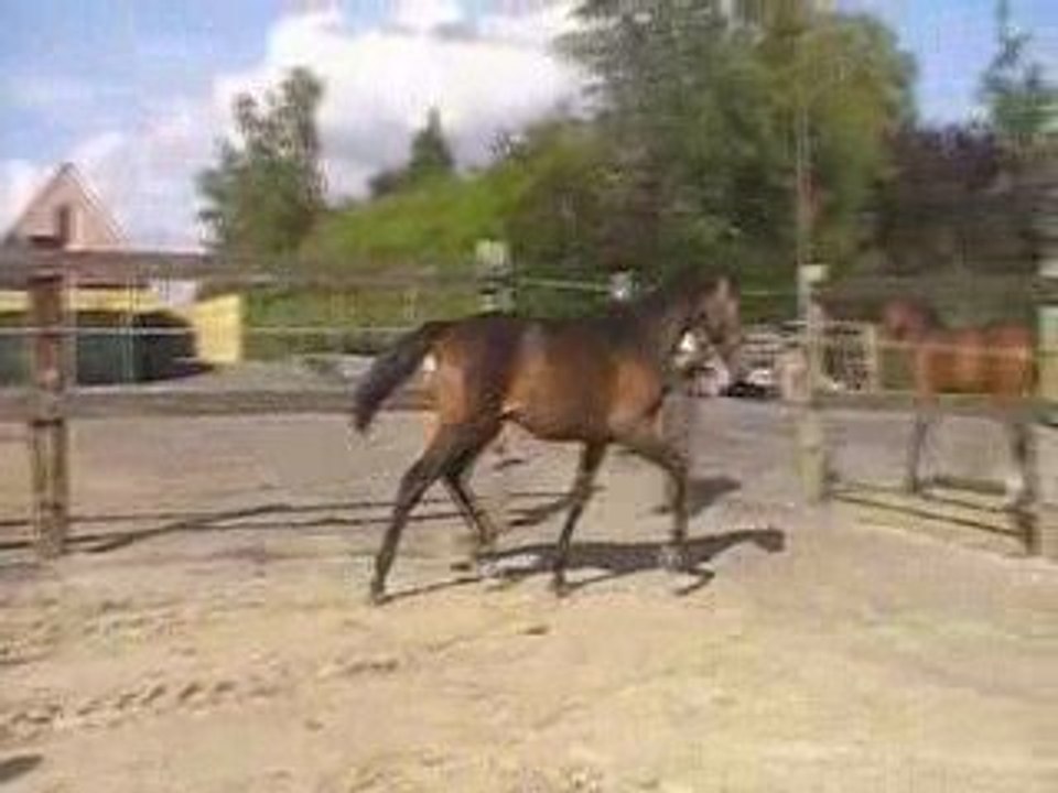 Isy Boy 5 de l'Espoir