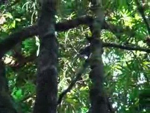 Hapalemur aureus dans le parc national de Ranomafana