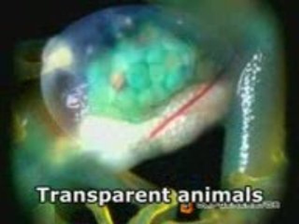 165.Transparent Animals_mpeg4