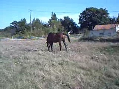 pétage de plombs de mon poly pocket !!