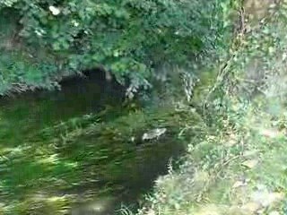 Breteuil : la cane et ses canetons barbotent