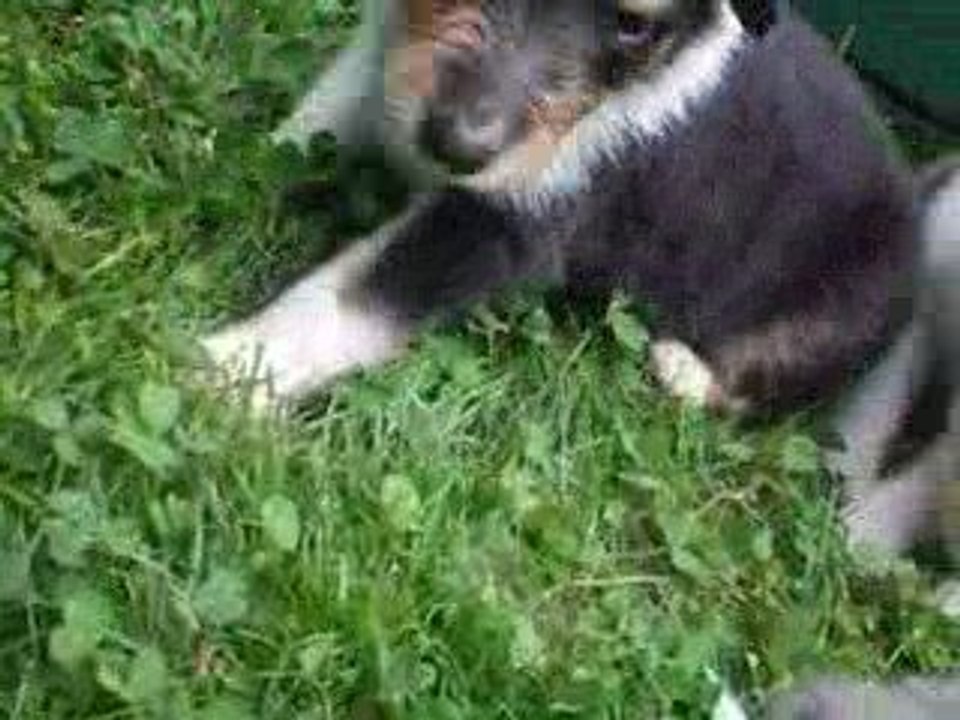 Chiots a vendre/ zu verfaufen!