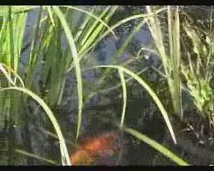 Bouboule le poisson rouge enfin presque et ses amis