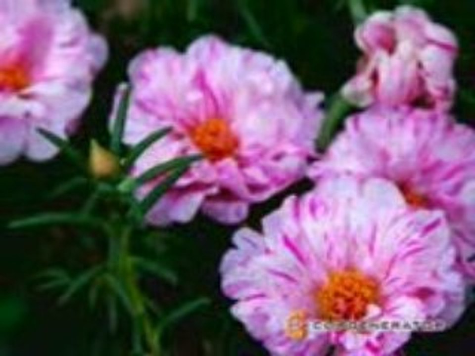 167.Colorful flowers_mpeg4