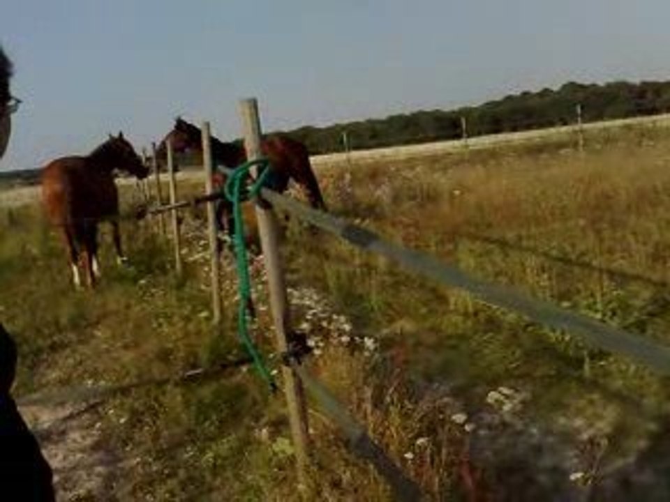 Tornado - découverte du paddock