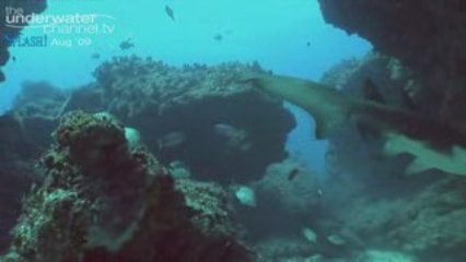 Shark School - Mark Addison