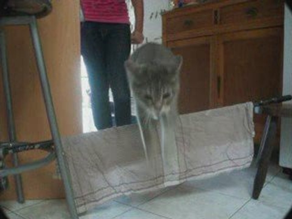 My-Animals-xX