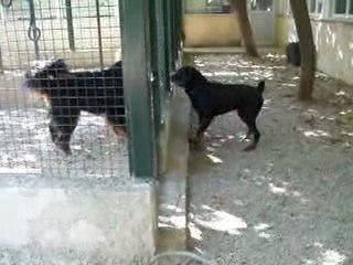 Boston qui aboie en vacances à la Vallée du Vent