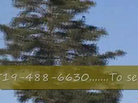 Pigeon Pal's Daily Racing Club News 40 Still Time Left