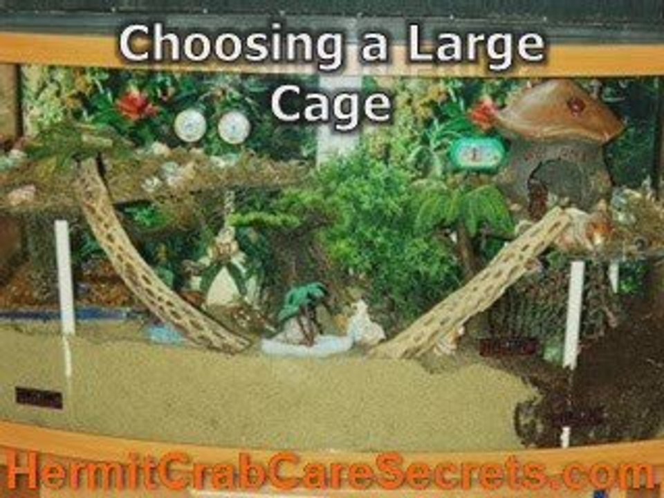 Hermit Crab Cages