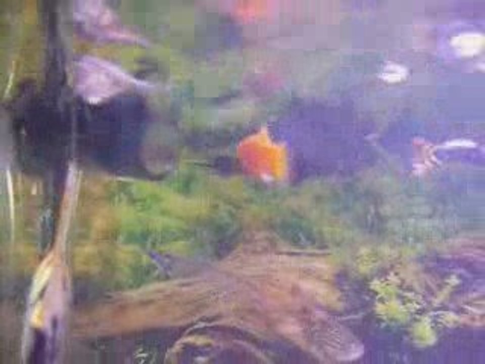 Du changement dans l'aquarium ;)