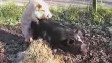 Dekking Van Varkens
