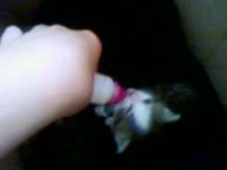 chatons