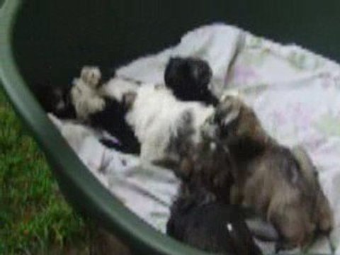 les bébés chiots font le pitre