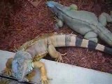 iguanes