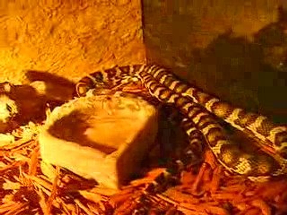 serpent
