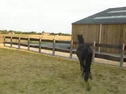 Ulys paddock liberté