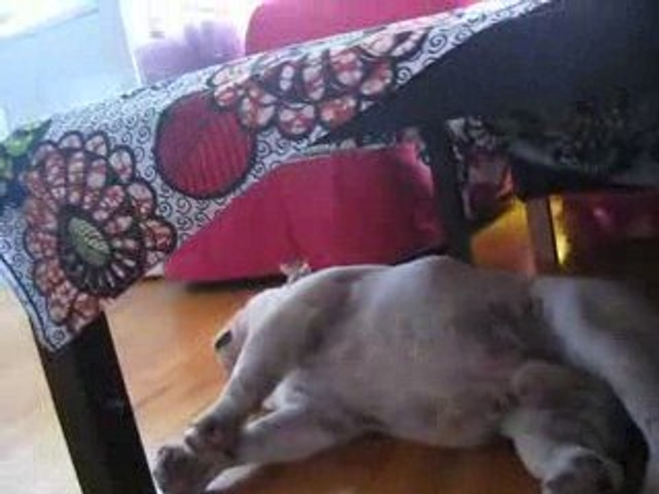 Iceberg Bulldog anglais tombe de sommeil