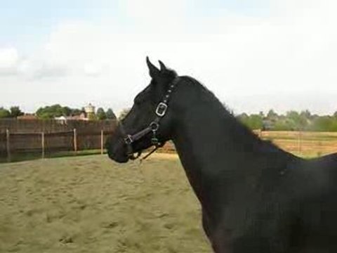 Ulys paddock liberté