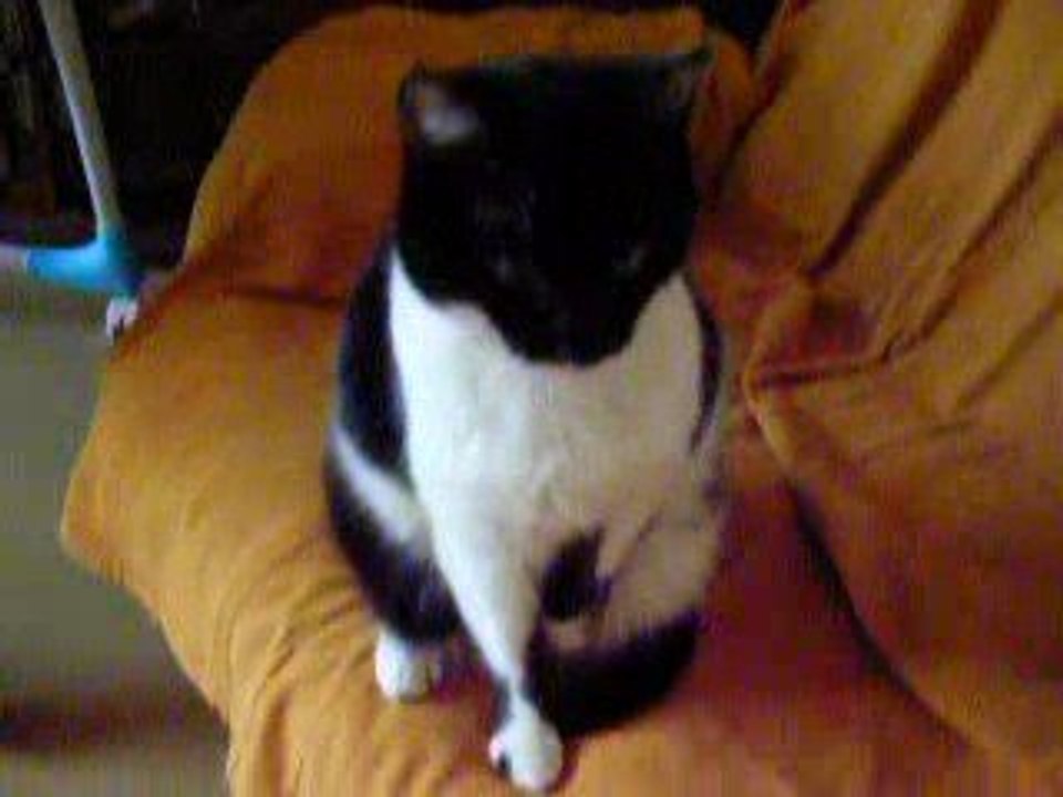 Clarence chatte