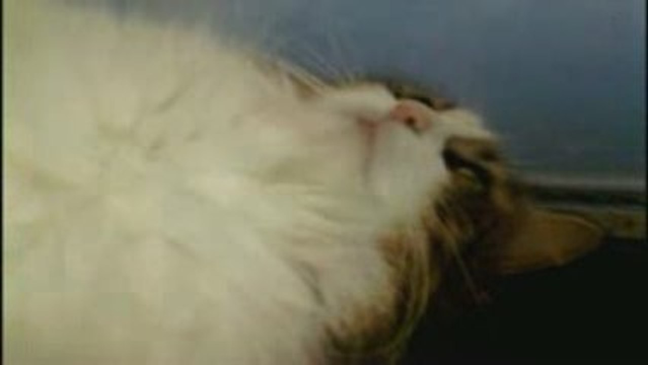 Evil Kitty Maggy - Stalking From The Window