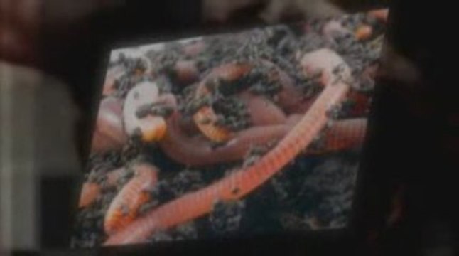 How To Produce Worm Castings