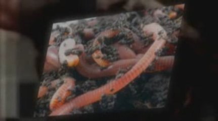 How To Produce Worm Castings