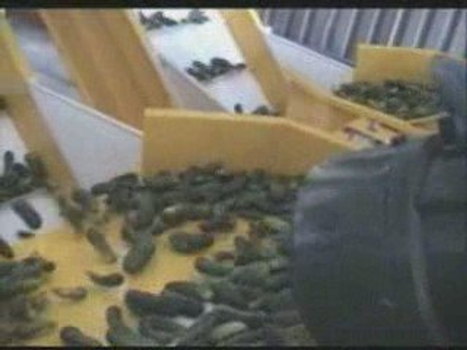 penguen