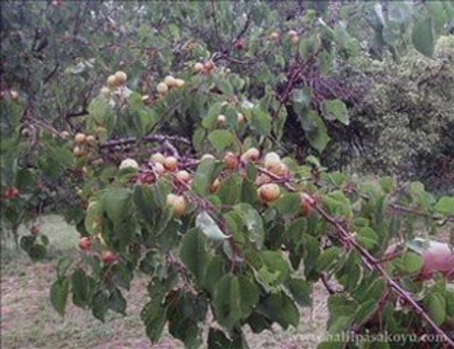 Erzurum İspir Halilpaşa Köyü 2008 Yılı Videosu